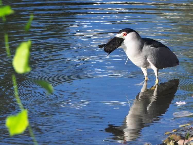 black-crowned night heron